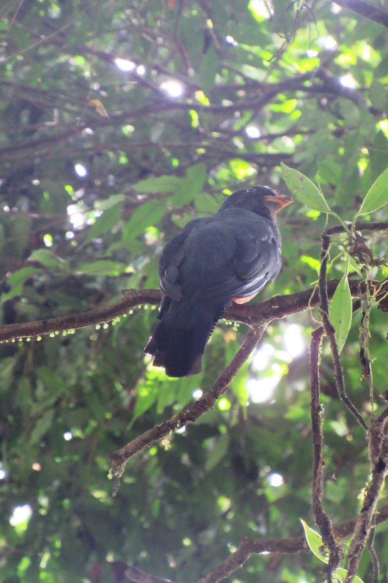 Lattice-tailed Trogon - Aneth Pérez