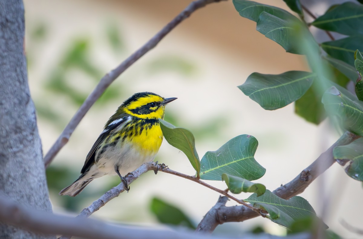 Townsend's Warbler - ML623956354