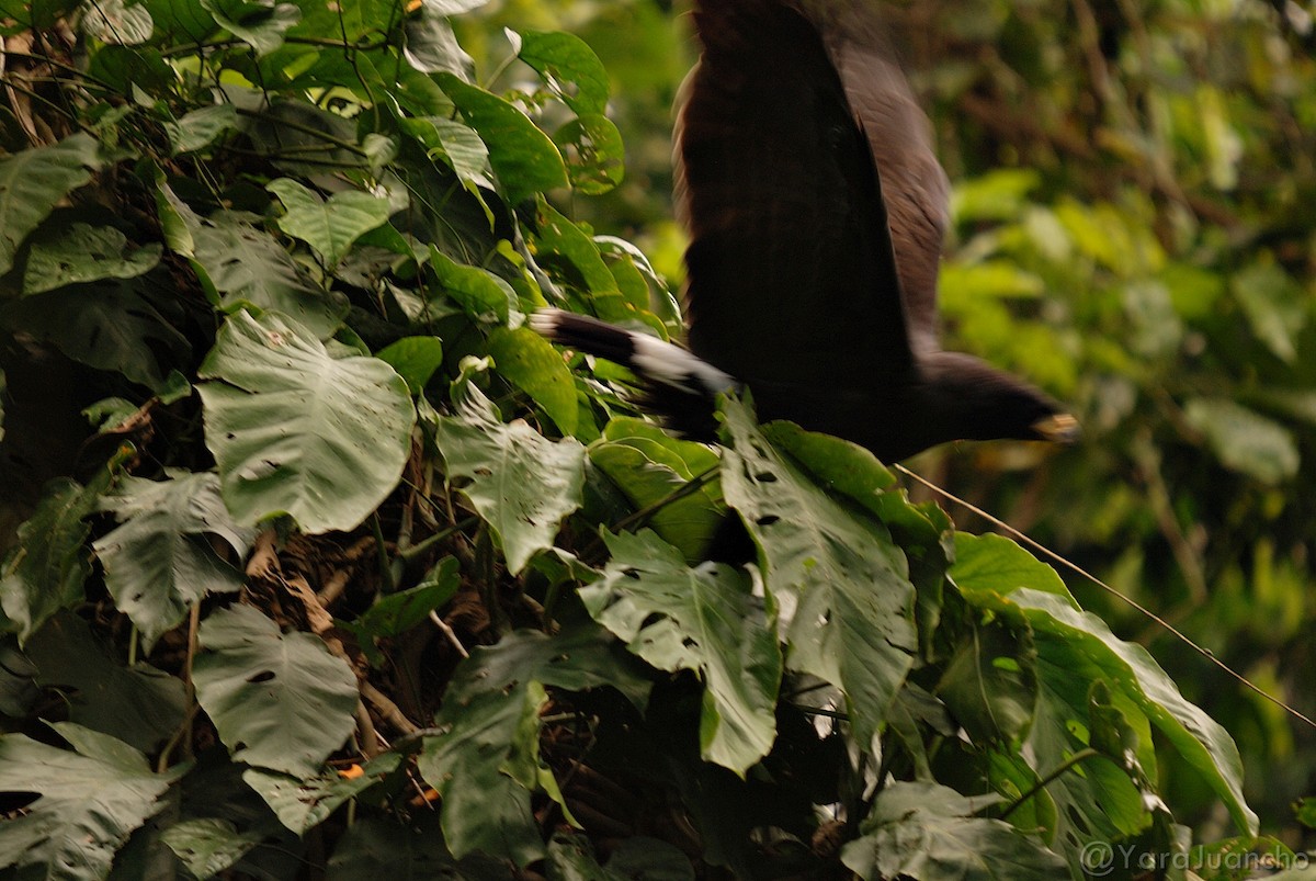 Great Black Hawk - Juan Escudero