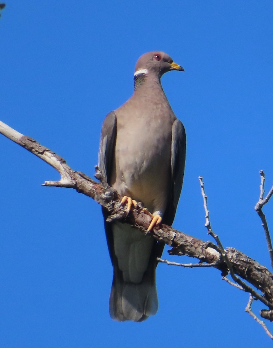 Band-tailed Pigeon - ML623956380