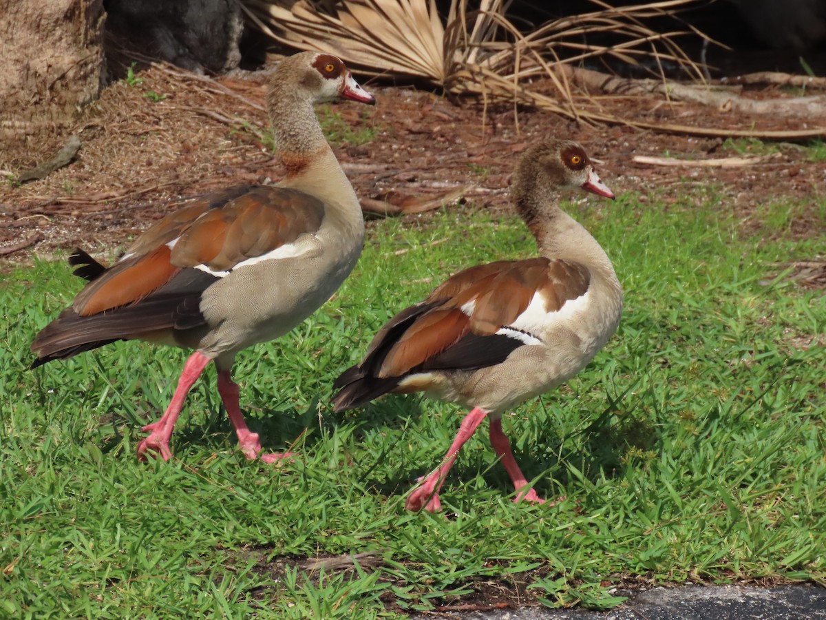 Egyptian Goose - ML623956383