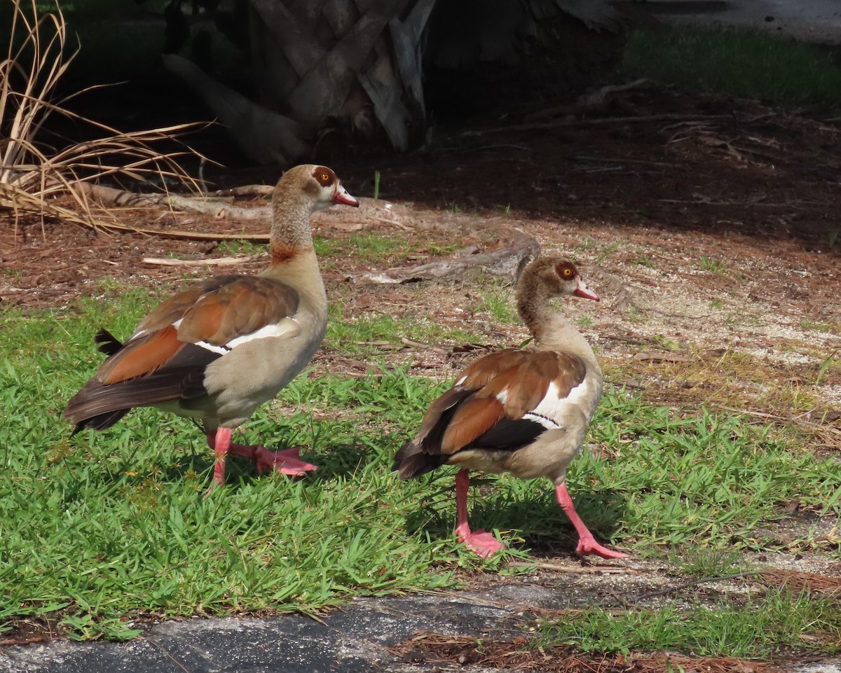 Egyptian Goose - ML623956384