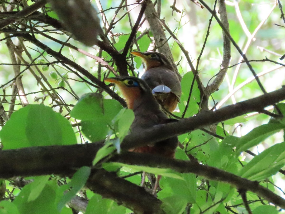 Lesser Ground-Cuckoo - ML623956385