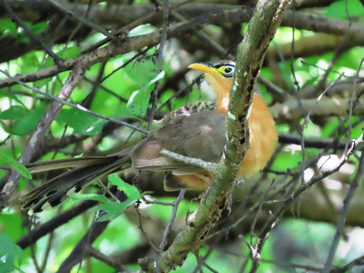 Lesser Ground-Cuckoo - ML623956386