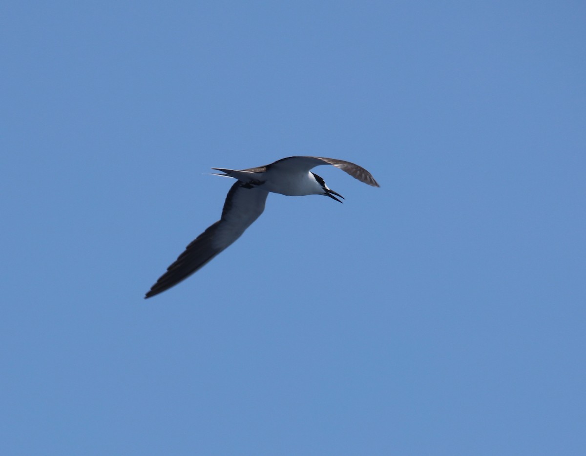 Sooty Tern - Jeff Sexton