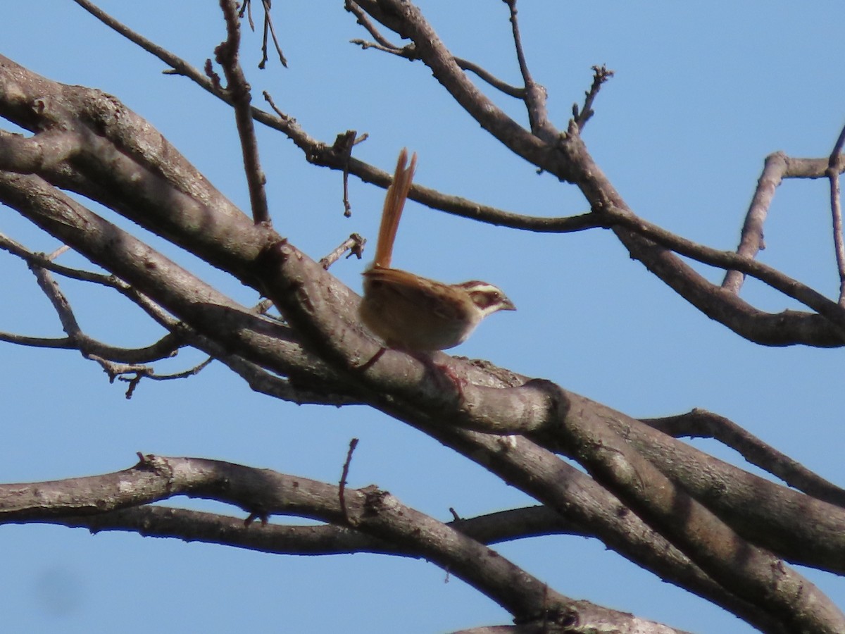 Stripe-headed Sparrow - ML623956424