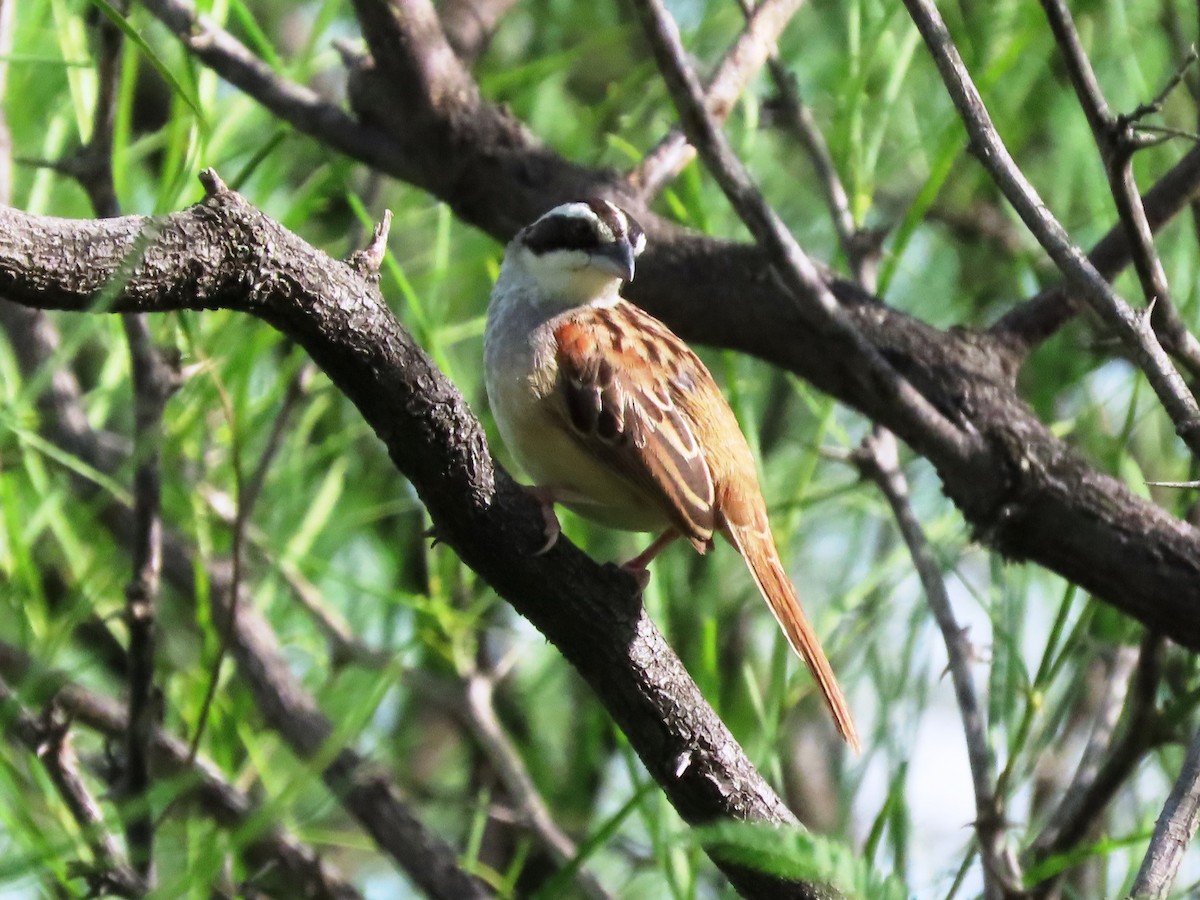 Stripe-headed Sparrow - ML623956425