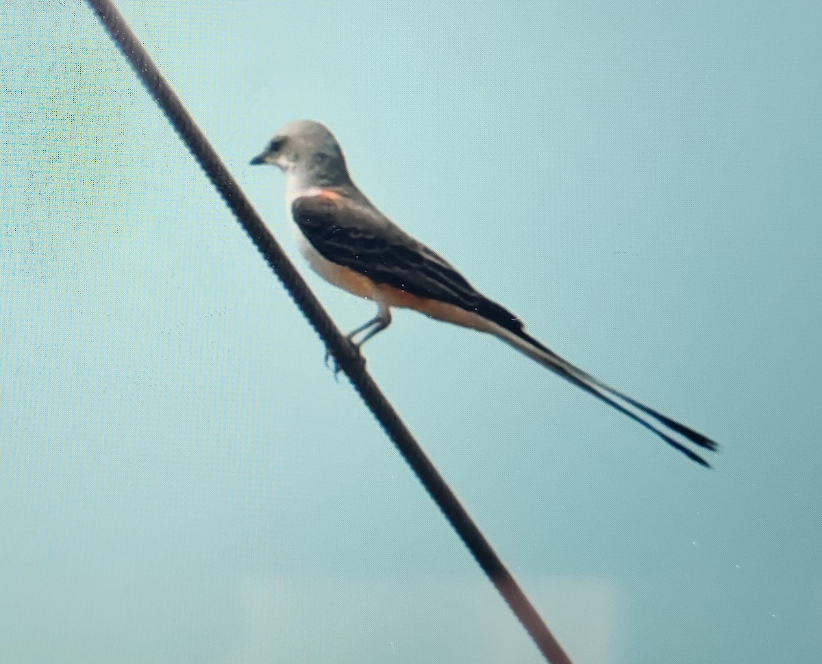 Scissor-tailed Flycatcher - ML623956432