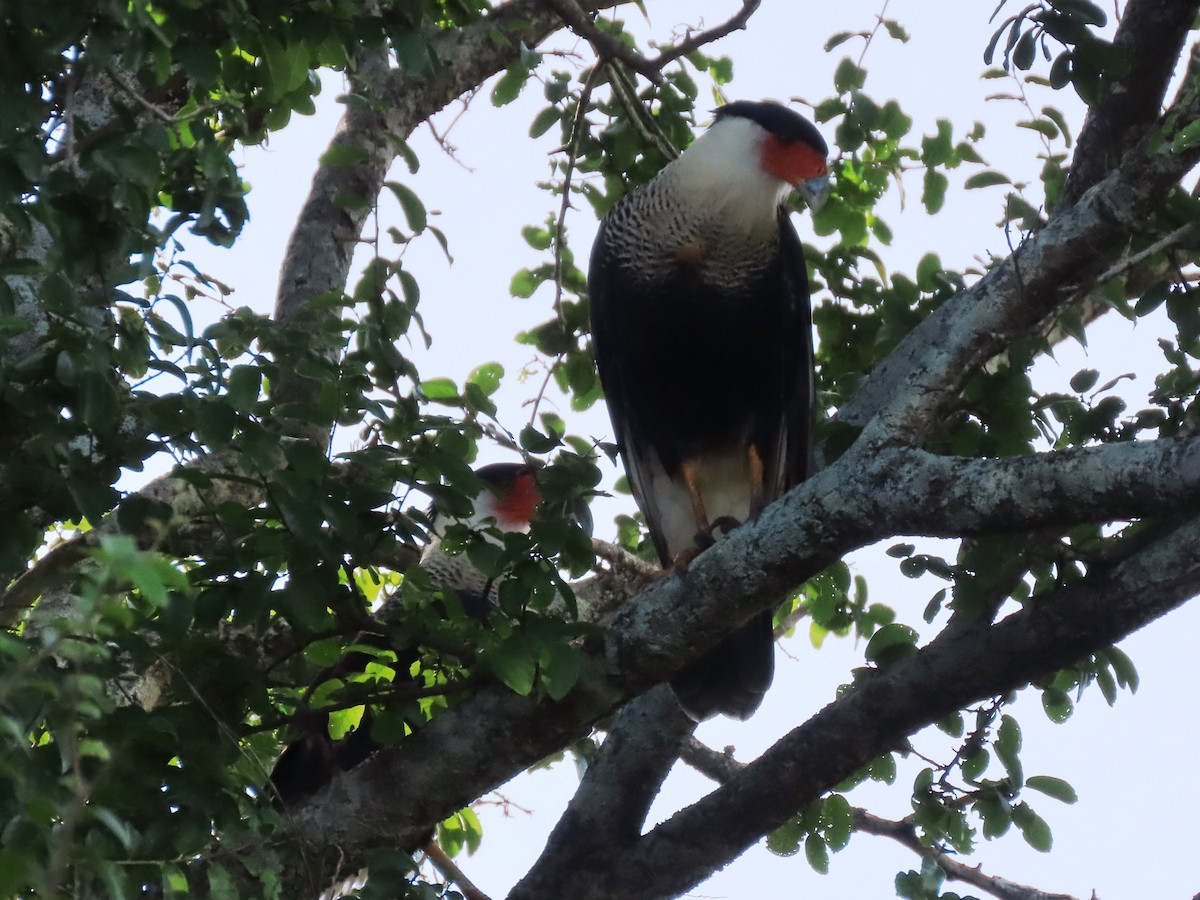 Crested Caracara - ML623956433