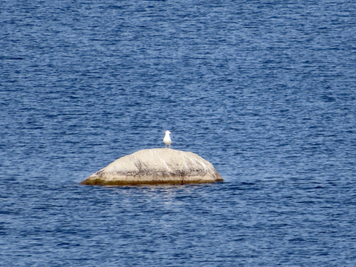 Gaviota de Delaware - ML623956443