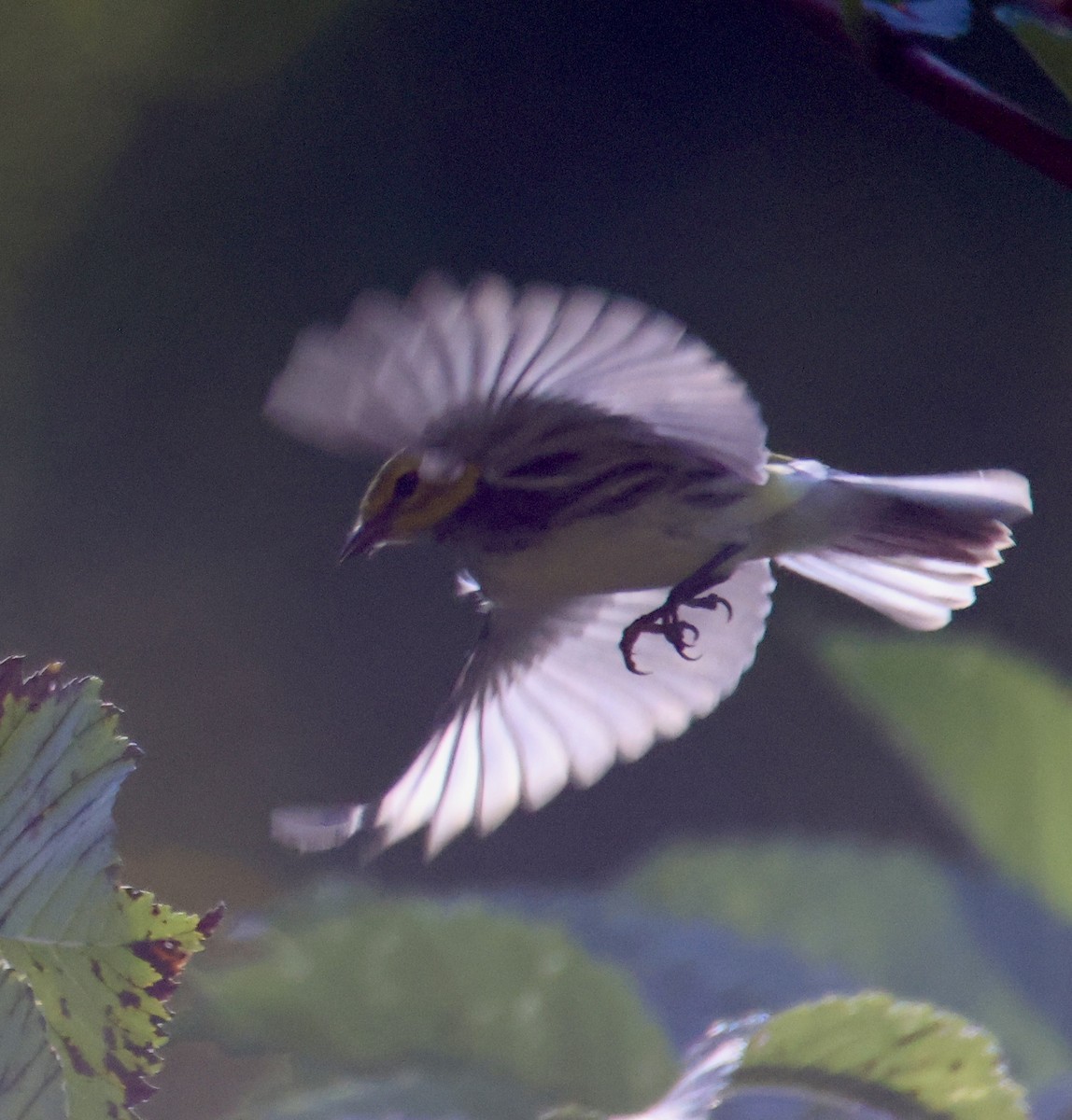 Black-throated Green Warbler - ML623956448