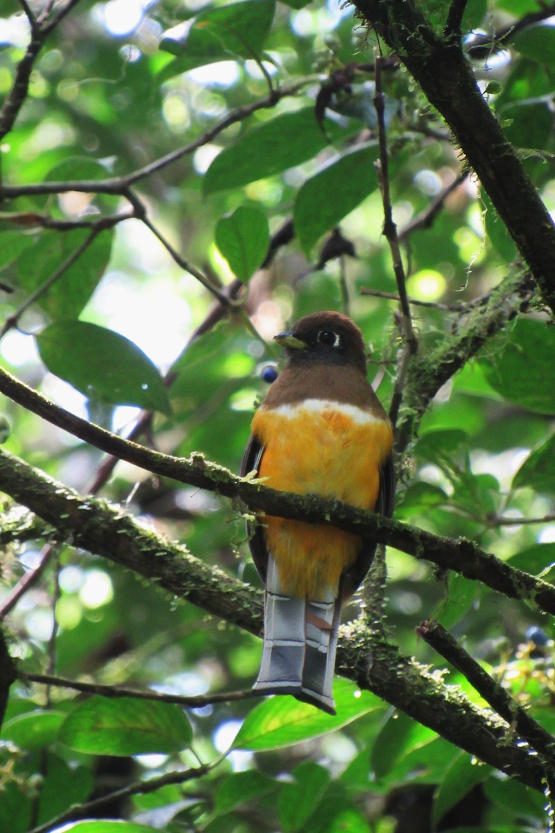 Jungferntrogon - ML623956455