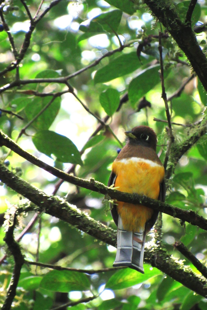 Collared Trogon - ML623956456