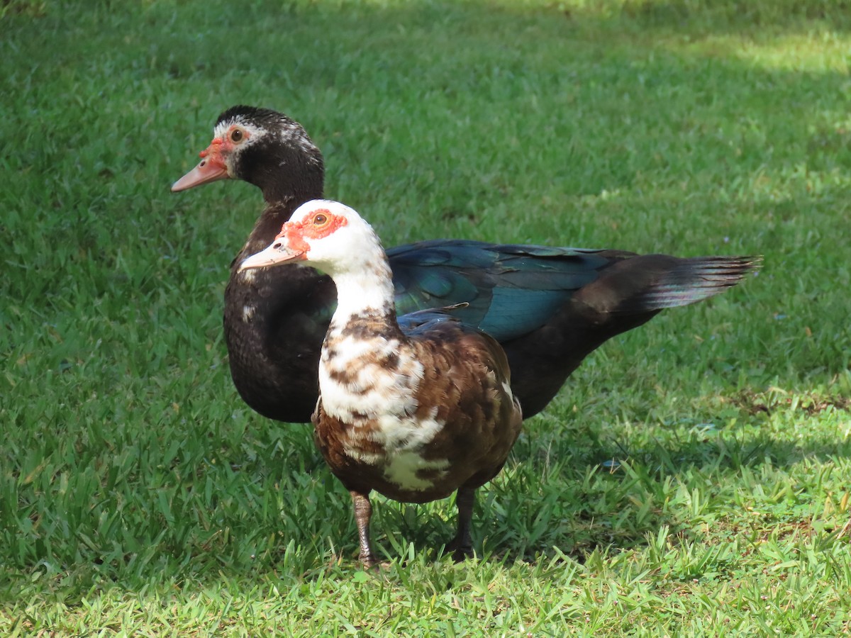 Muscovy Duck (Domestic type) - ML623956459