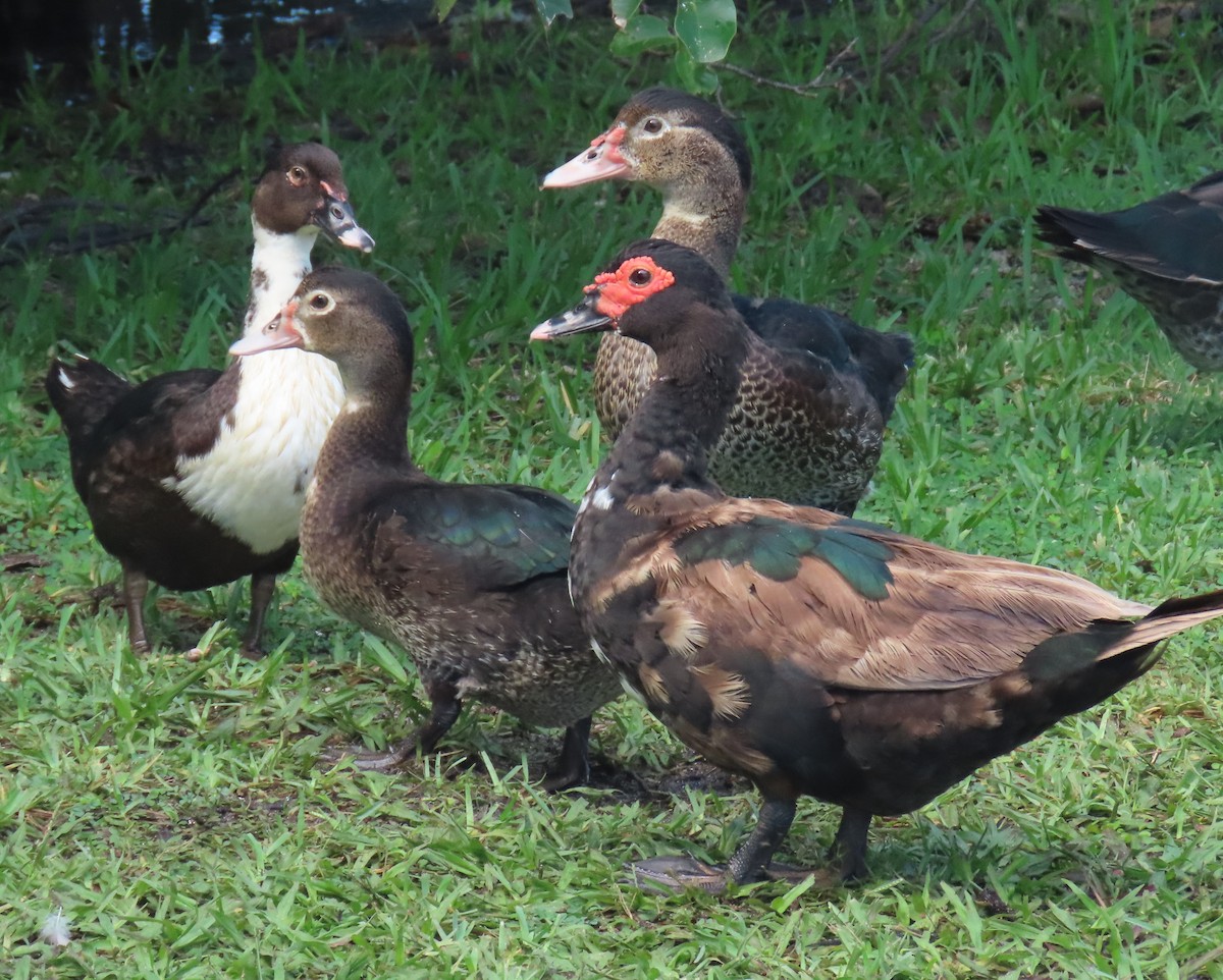 Muscovy Duck (Domestic type) - ML623956460