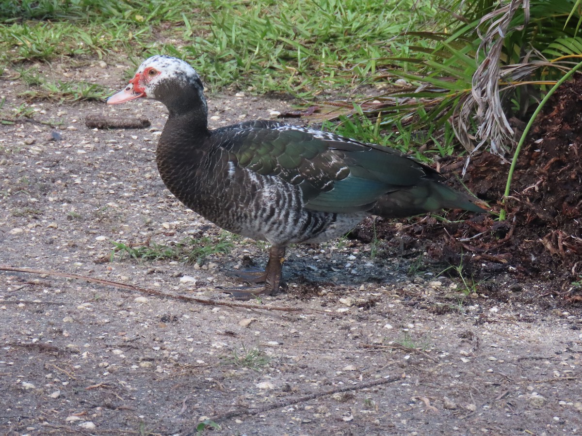 Muscovy Duck (Domestic type) - ML623956461