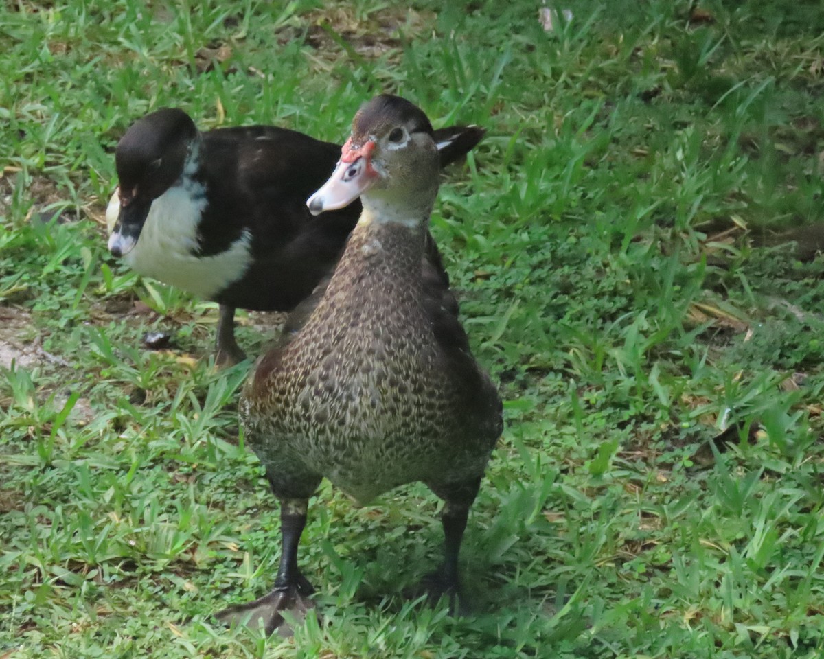 Muscovy Duck (Domestic type) - ML623956465