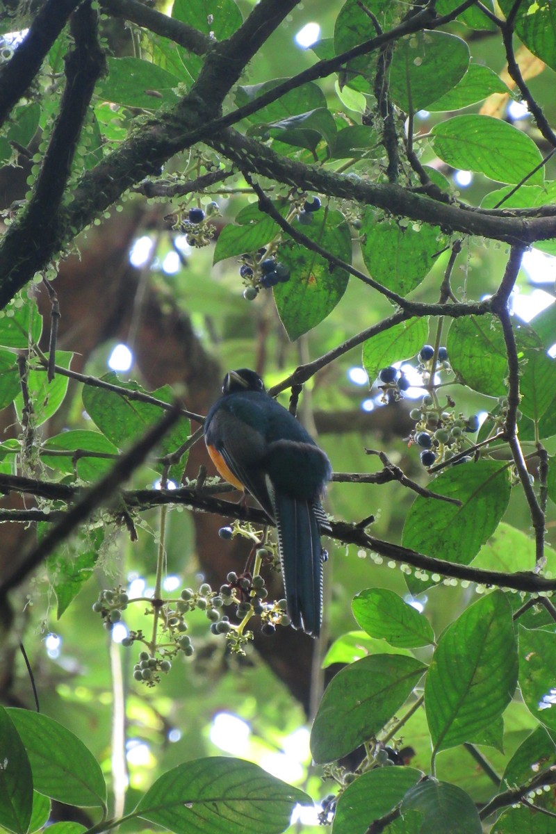 Collared Trogon - ML623956475