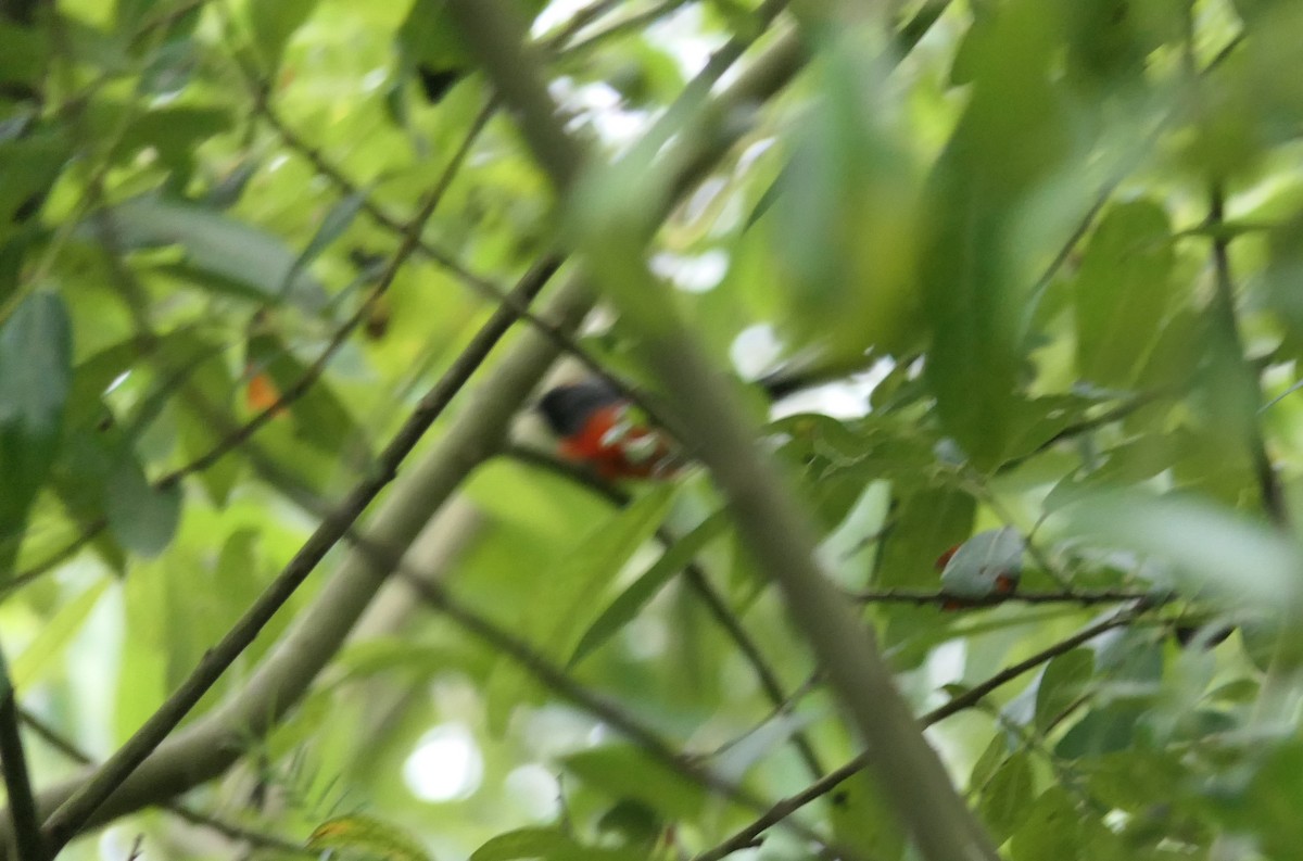 Slate-throated Redstart - ML623956477