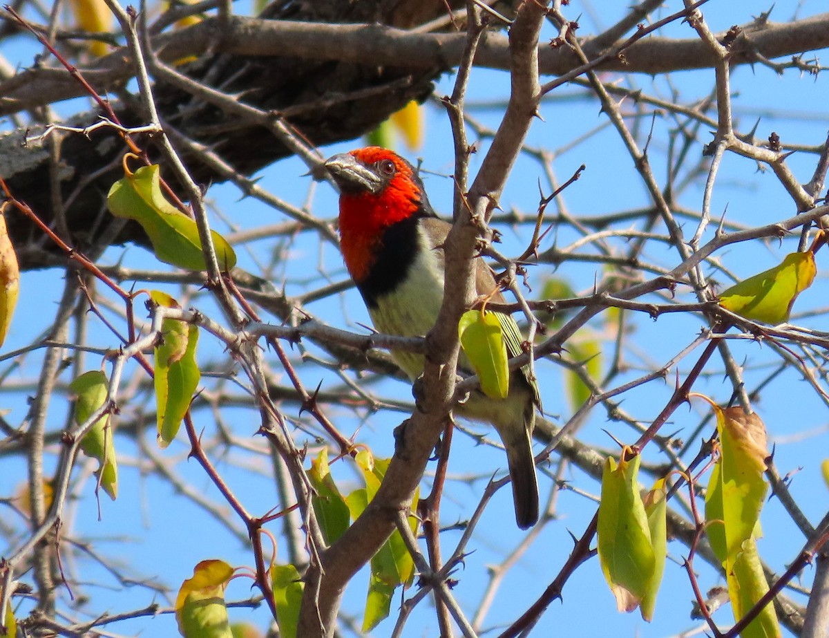 Black-collared Barbet - ML623956480