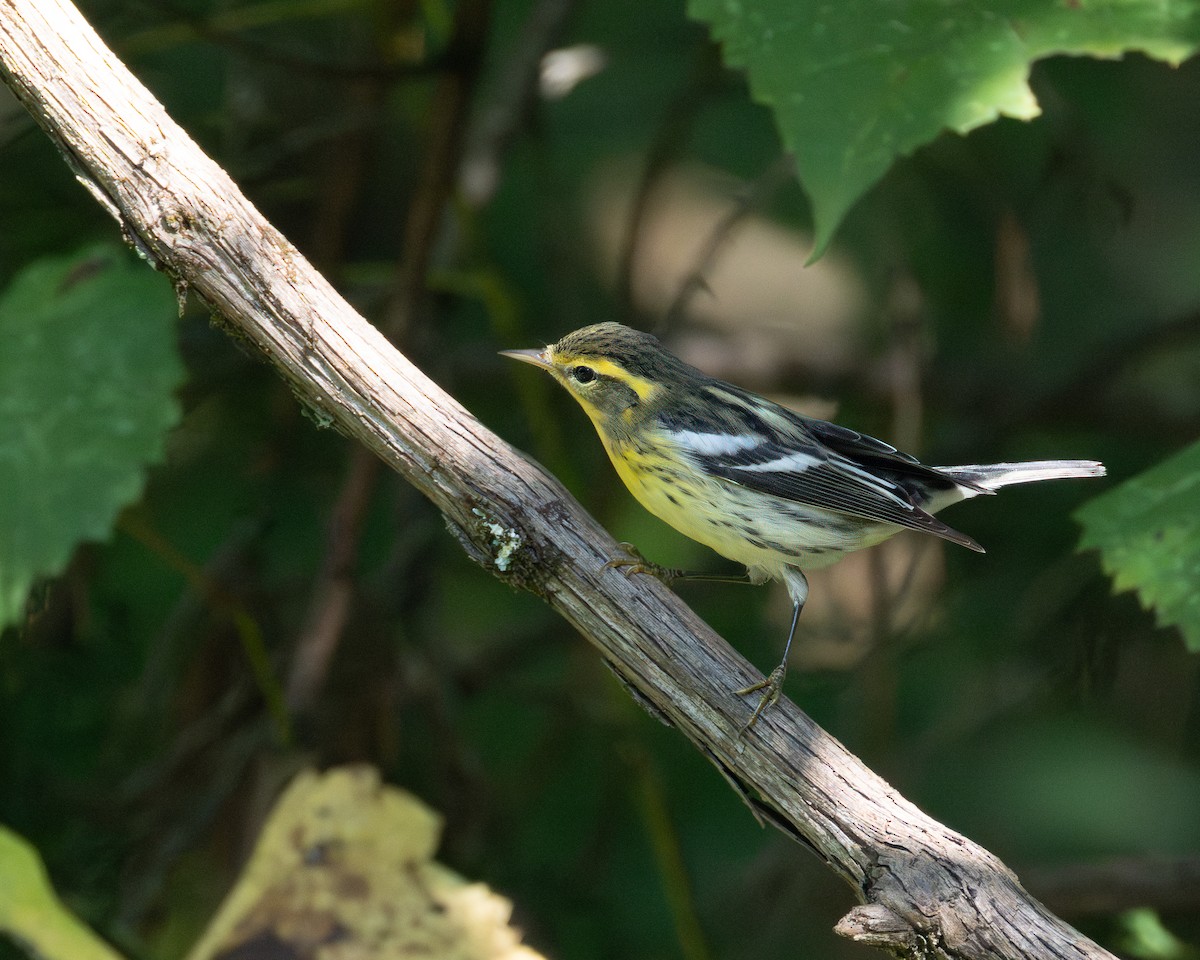 Blackburnian Warbler - ML623956490