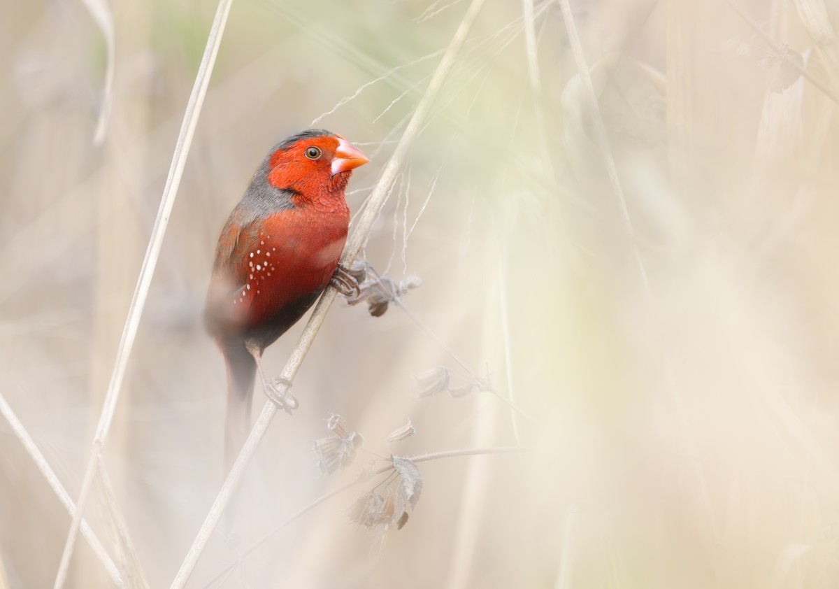 Crimson Finch - ML623956492