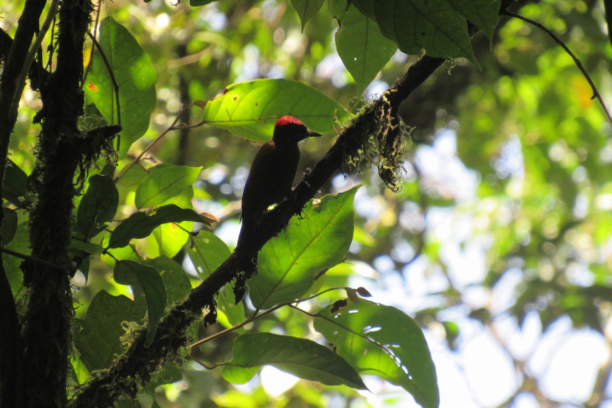 Smoky-brown Woodpecker - ML623956504