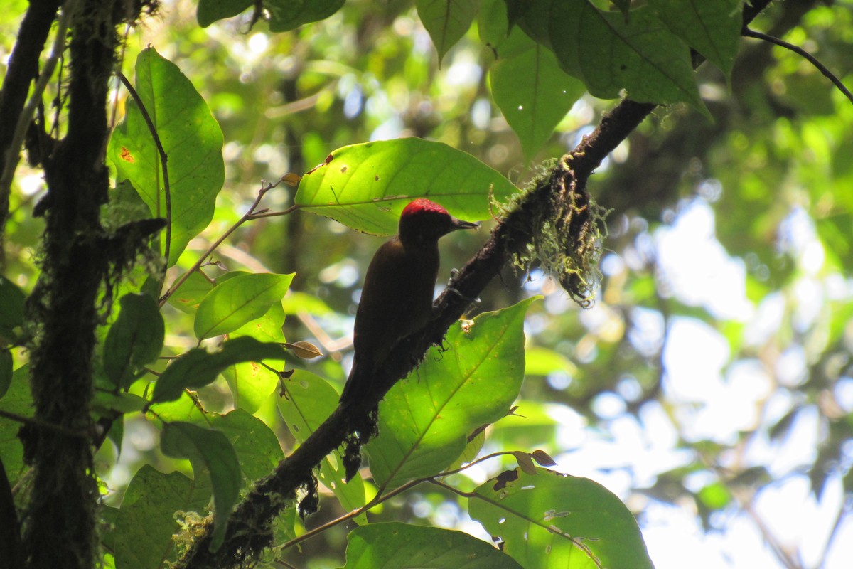 Smoky-brown Woodpecker - ML623956505