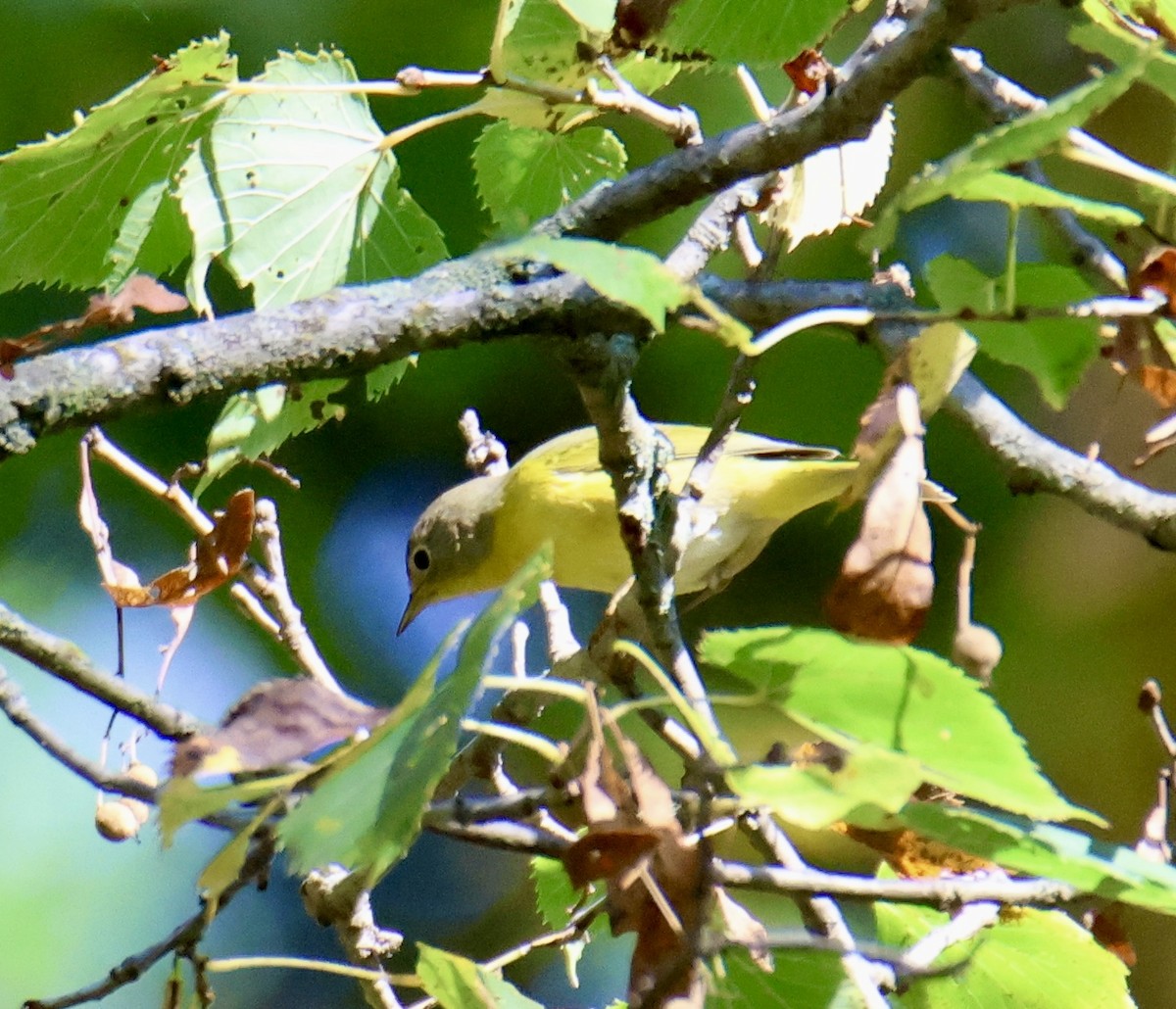 Nashville Warbler - ML623956540