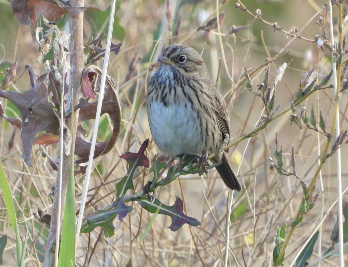 Lincoln's Sparrow - ML623956541