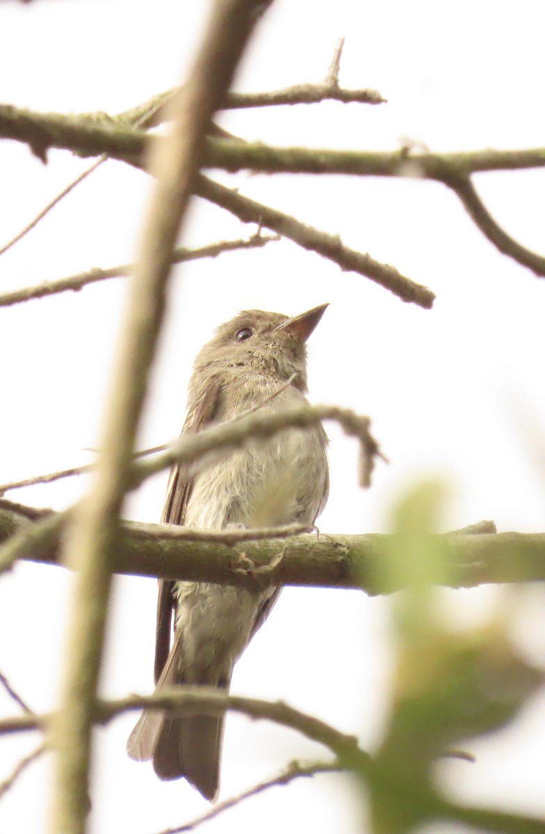 Western Wood-Pewee - ML623956552