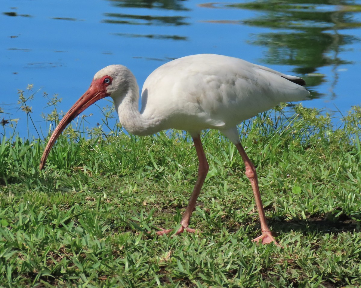 White Ibis - Laurie Witkin