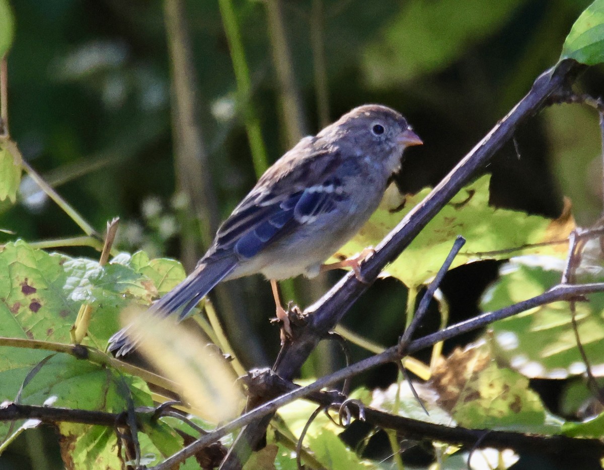 Field Sparrow - ML623956576