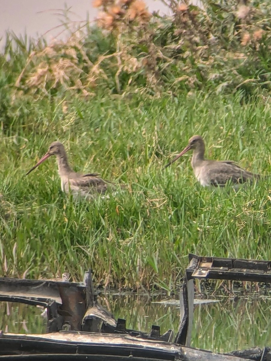 Black-tailed Godwit - ML623956577