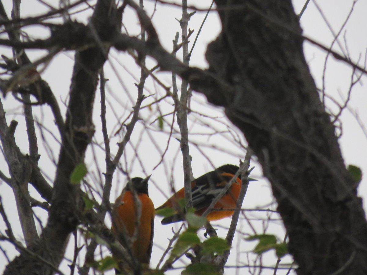 Baltimore Oriole - Sandy Flokstra