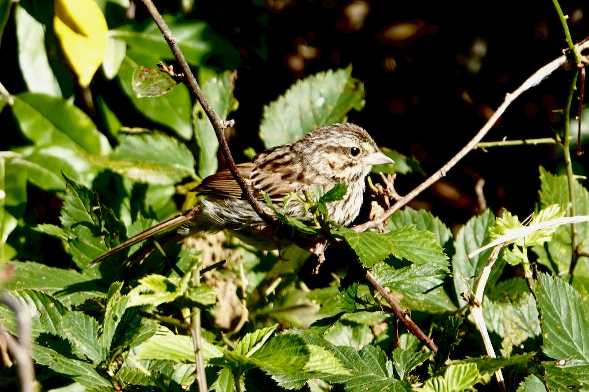 Song Sparrow - ML623956585