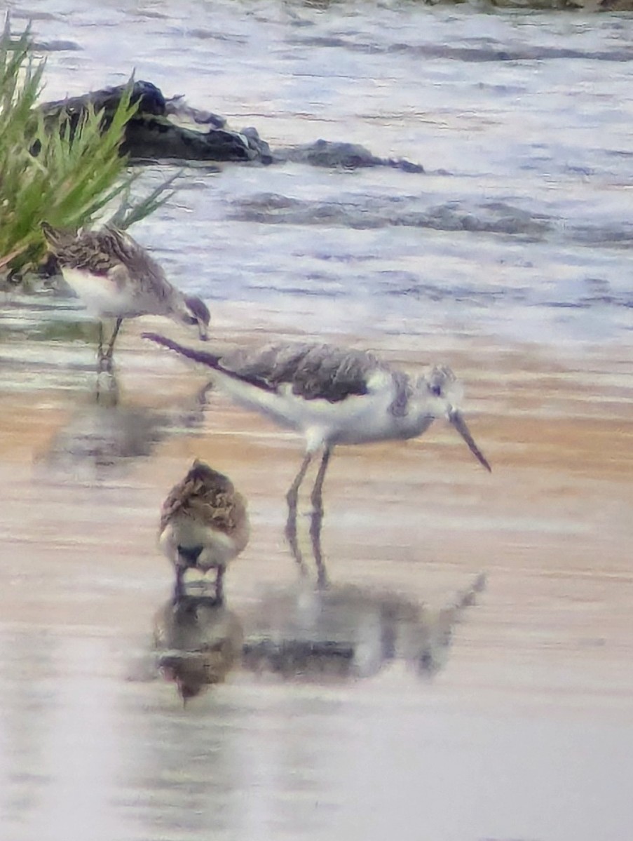 Common Greenshank - ML623956587