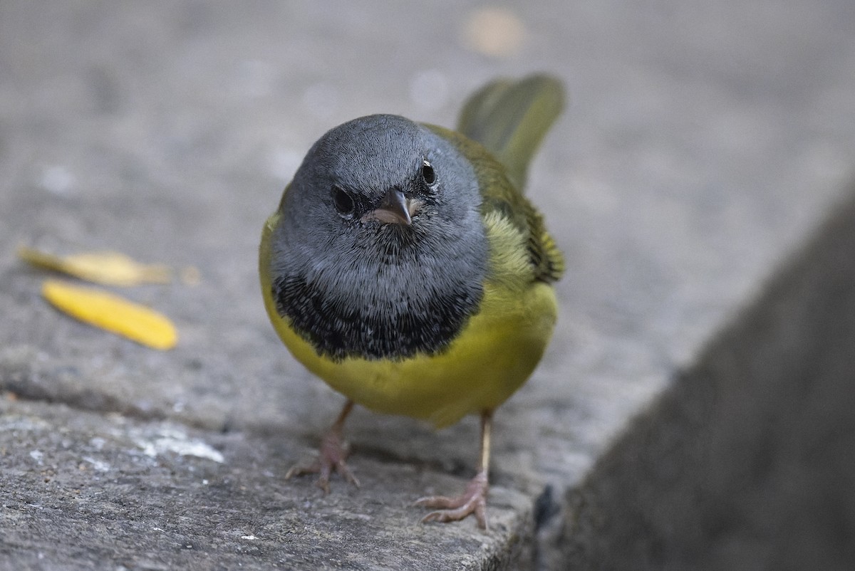 Mourning Warbler - ML623956600