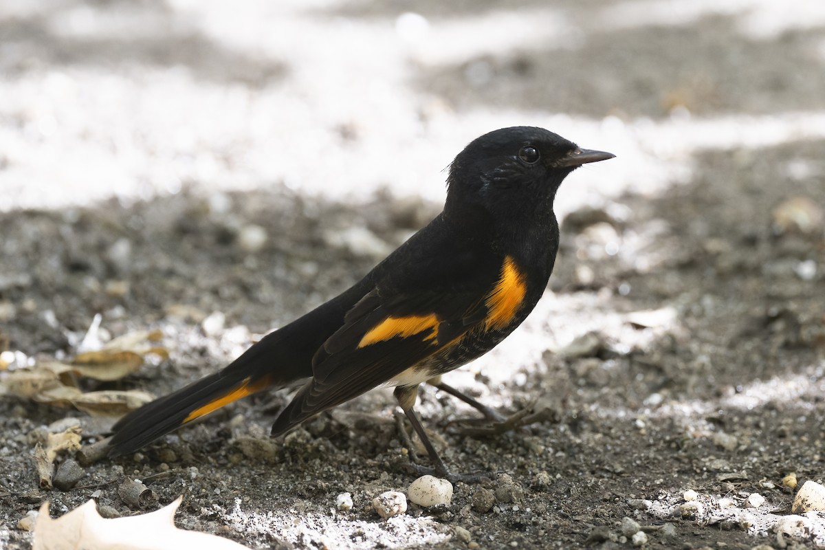 American Redstart - ML623956609