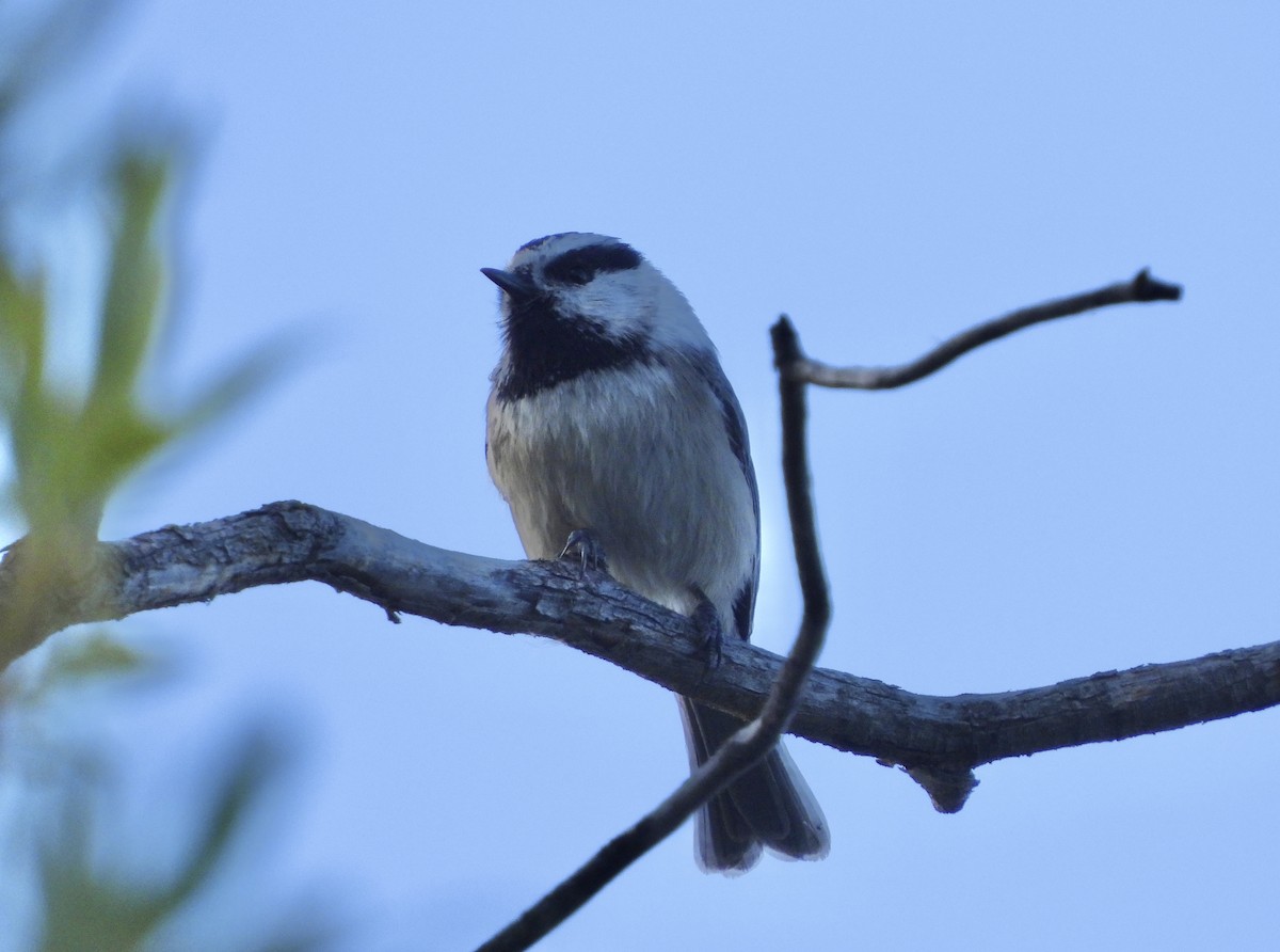 Mountain Chickadee - ML623956620