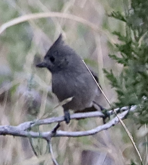 Juniper Titmouse - ML623956621