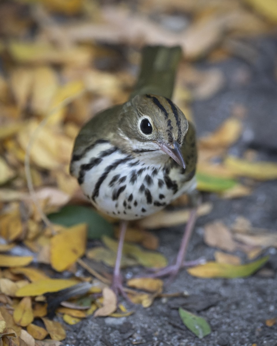 Ovenbird - ML623956622