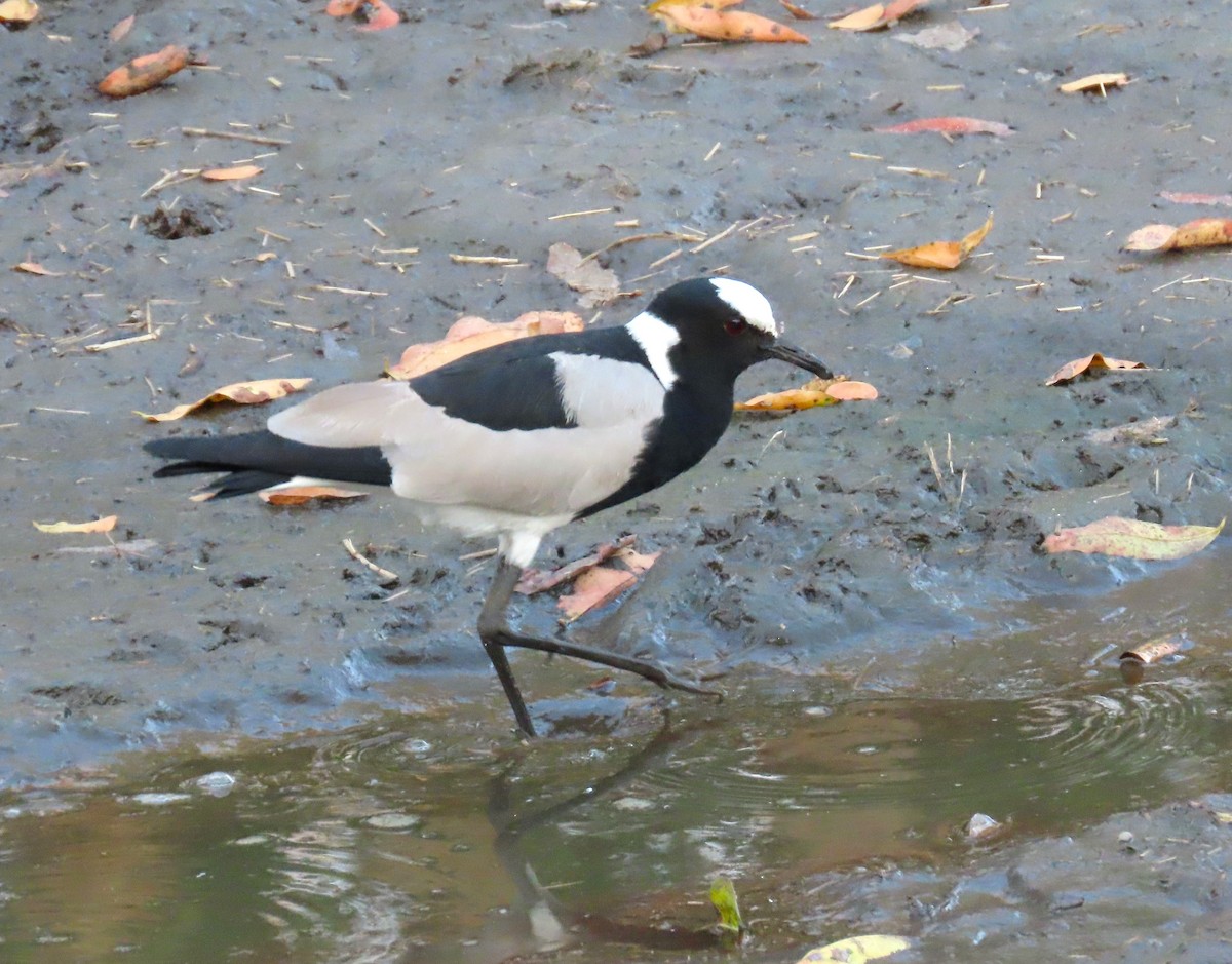 Blacksmith Lapwing - ML623956646