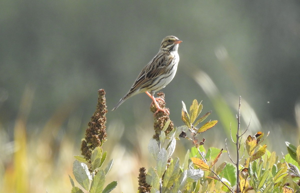 Savannah Sparrow - ML623956659