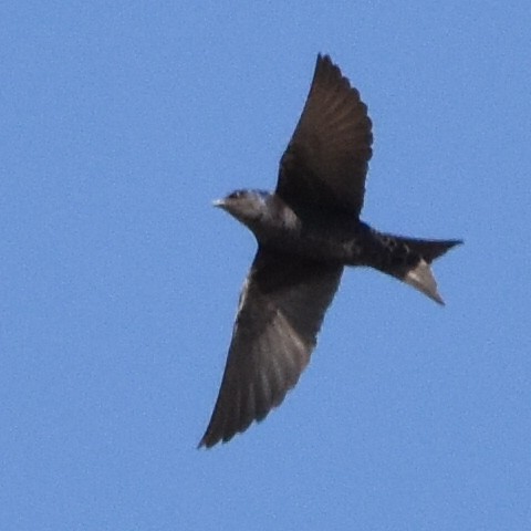 Southern Martin - ML623956684