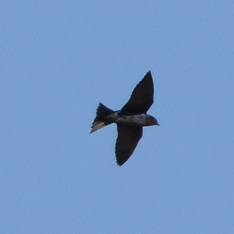 Southern Martin - ML623956685