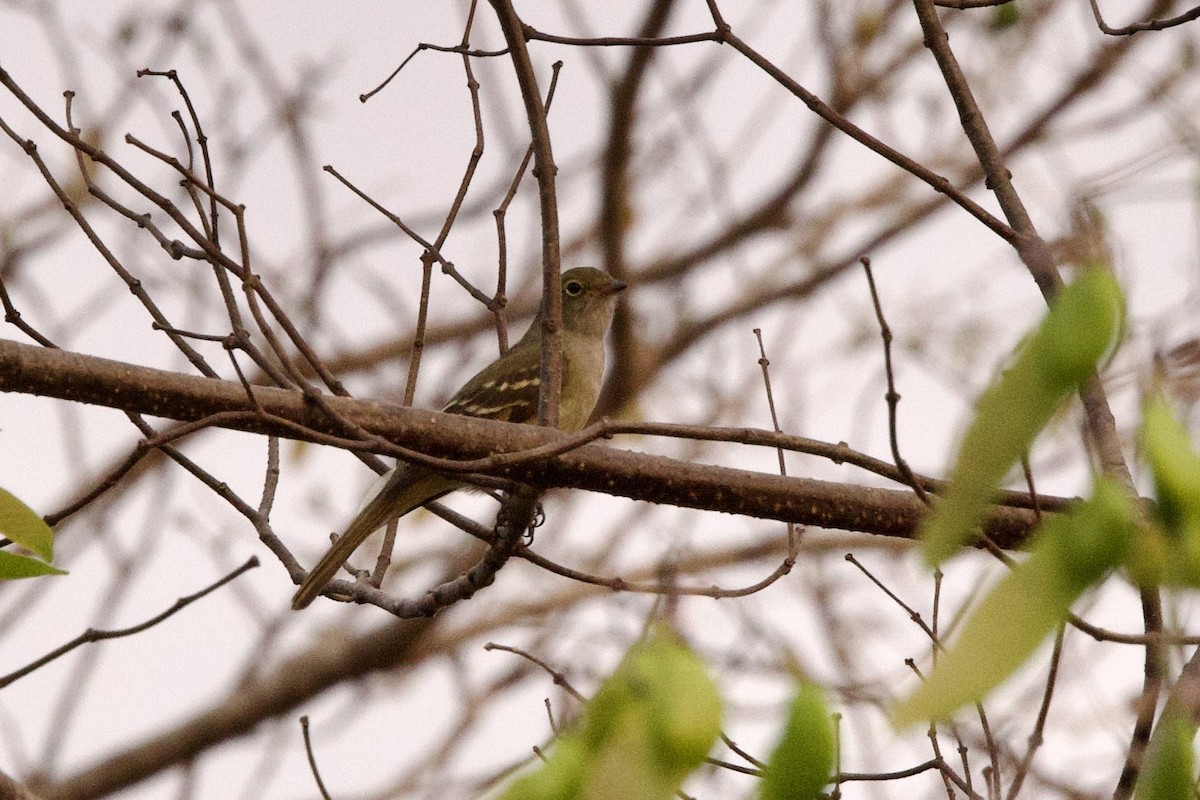 Small-billed Elaenia - ML623956700