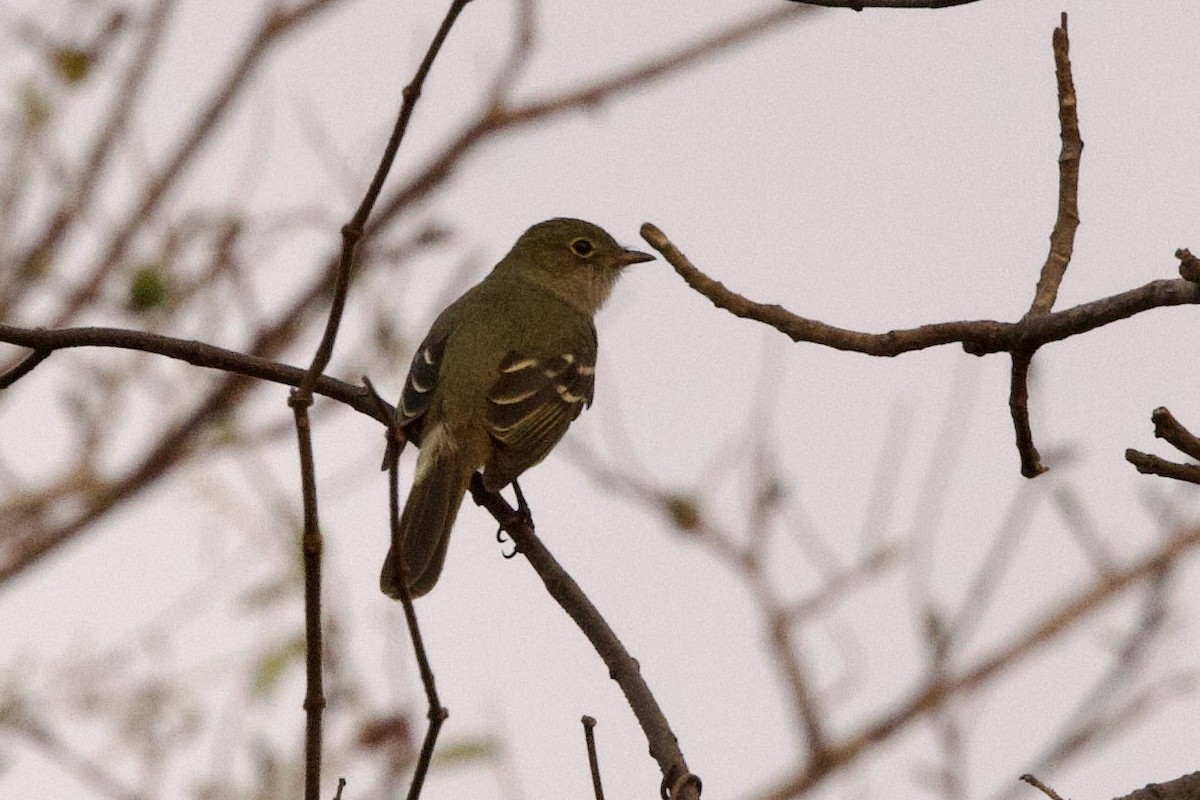 Small-billed Elaenia - ML623956701