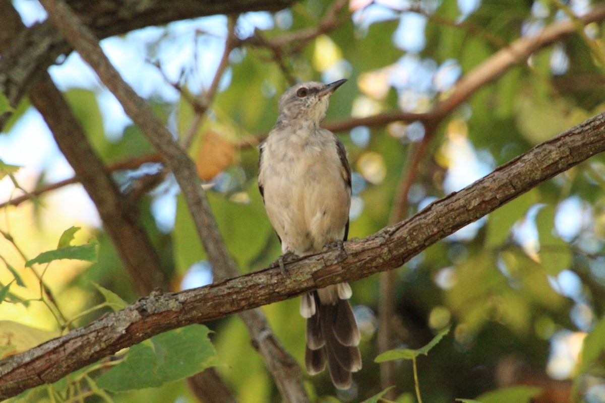 Northern Mockingbird - ML623956703