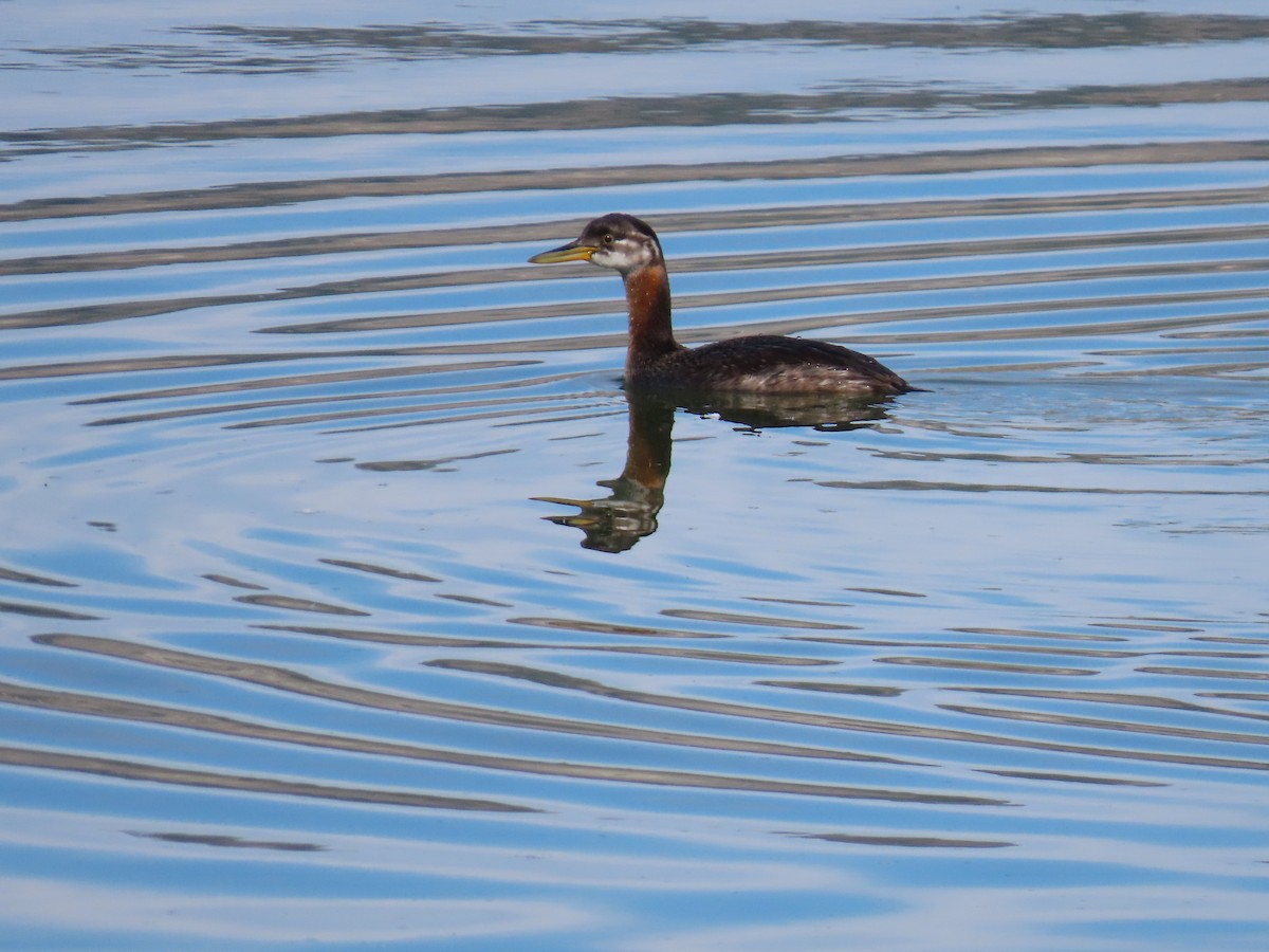 Red-necked Grebe - Barry Kinch